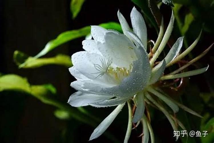 贡菜怎么种植最好