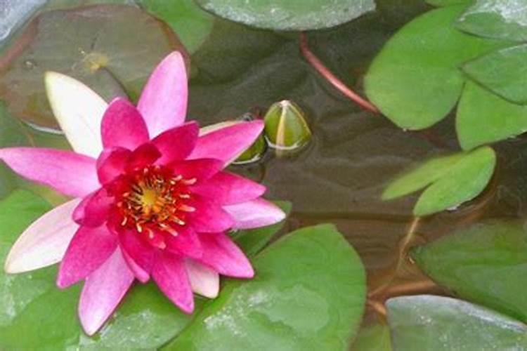 碗莲施什么肥最好