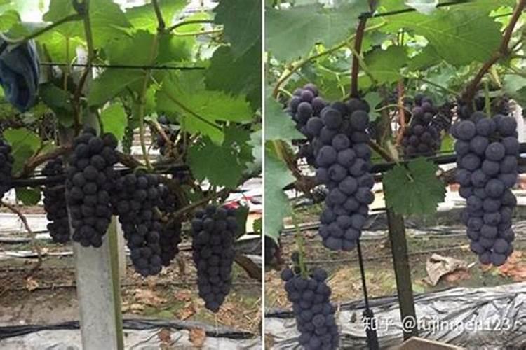 葡萄树用什么肥料长得快