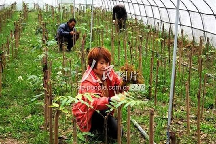 幼果期不能用哪些药