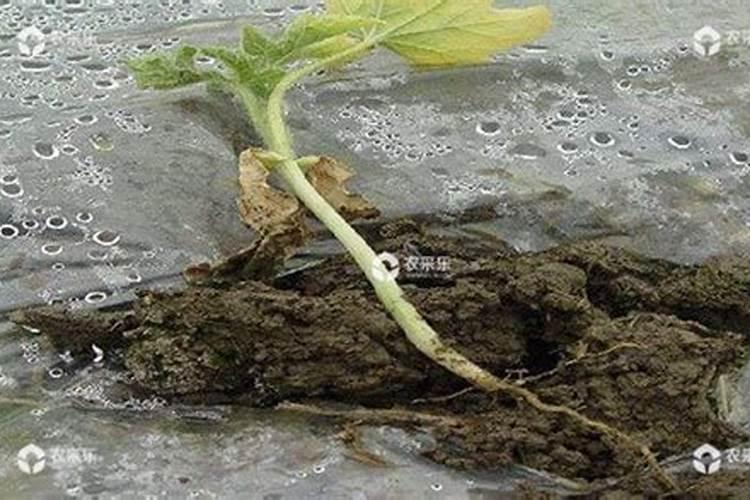 西瓜皮可以沤肥吗