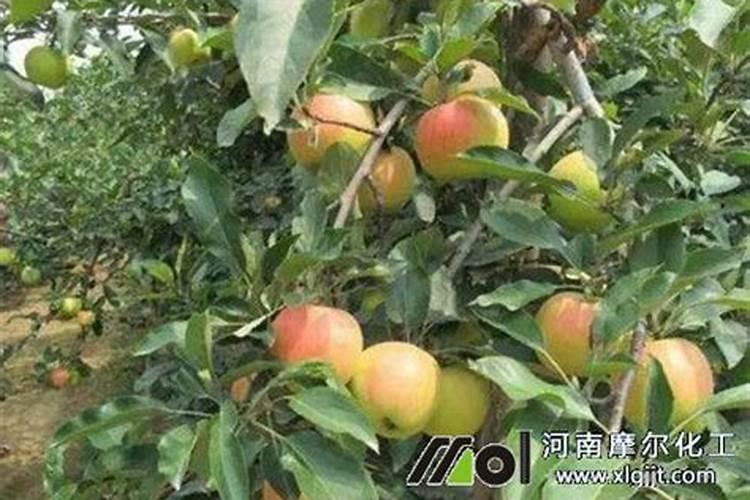 各位专家有没有什么药喷了芒果卖时颜色好,果粉好呢