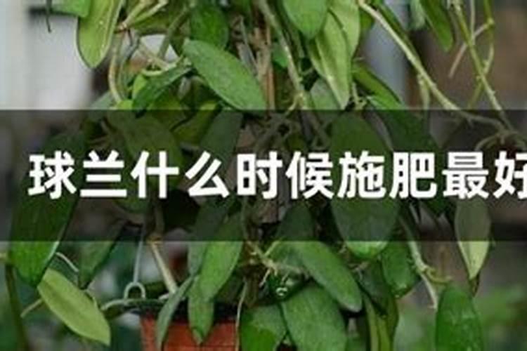 八月瓜的养殖方法和注意事项