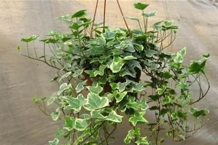 花卉追肥要怎么追