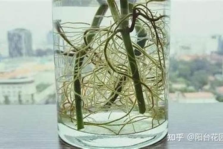 种植辣椒茄子有什么注意事项？你有哪些了解？