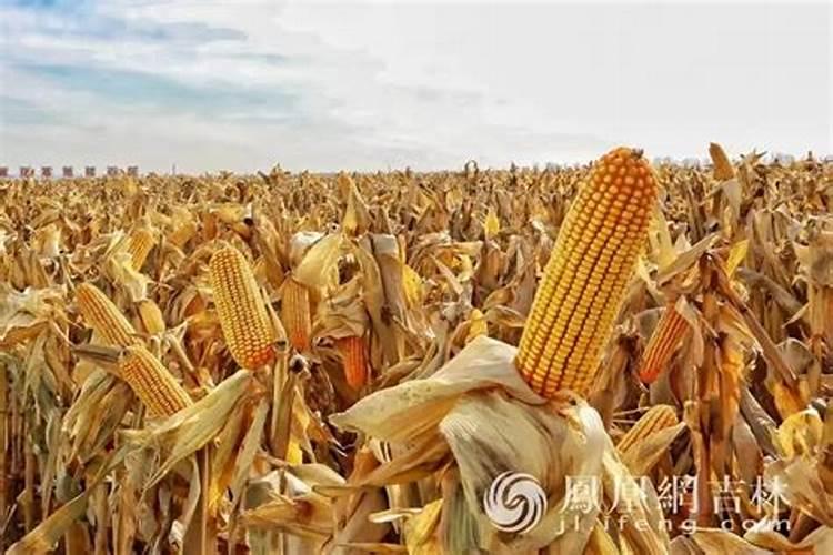 金正大控释玉米专用肥261212多少钱一吨