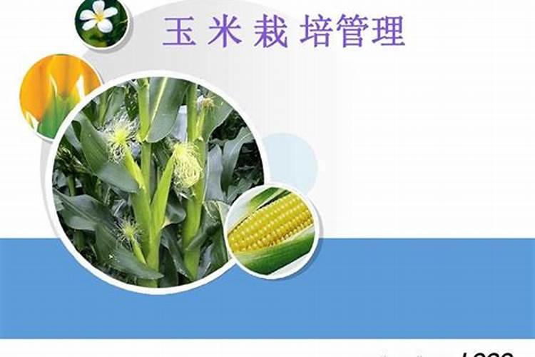 种玉米需要什么肥料最好