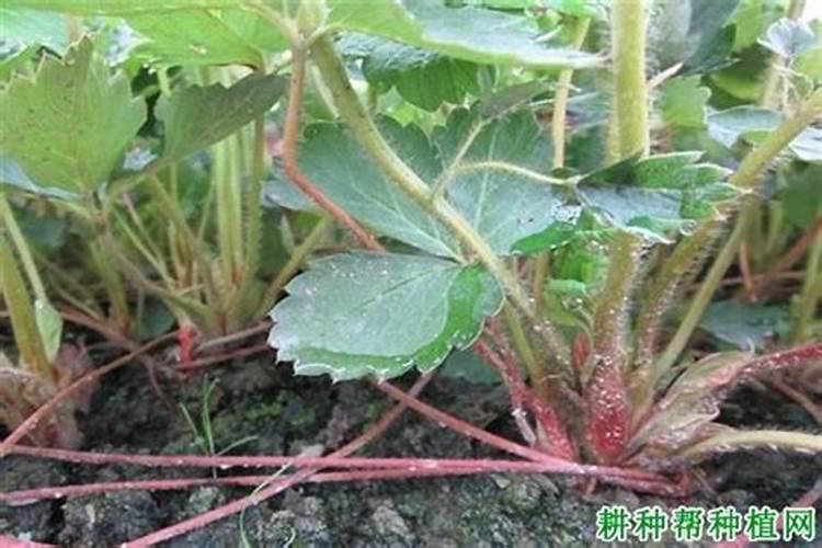草莓的酸甜度和钾肥过多有没有关系？