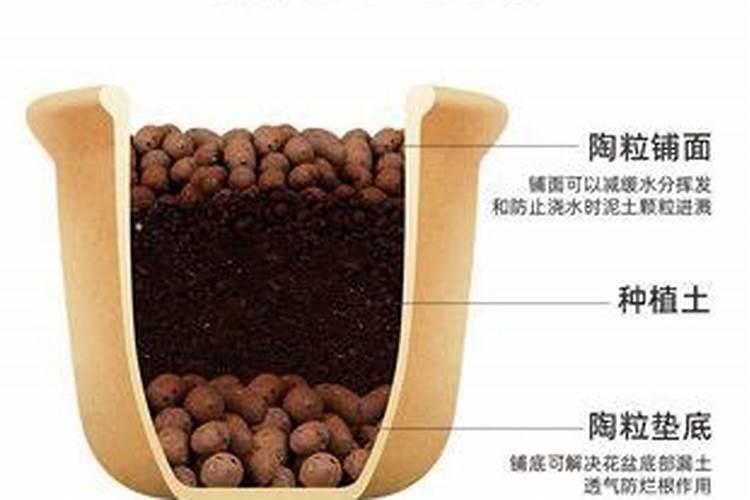 大棚甜瓜水肥管理技术