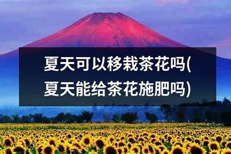 大棚甜瓜水肥管理技术(夏季甜瓜高产栽培与施肥方法)
