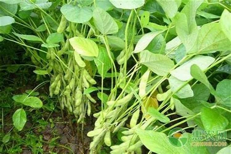 种植黄豆需要录化钾还是硫酸钾