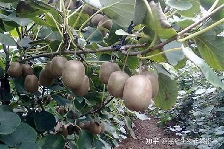 生姜早衰怎么引起的