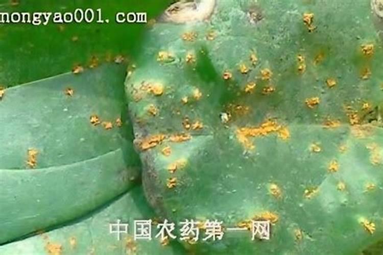 叶面钙肥有哪些