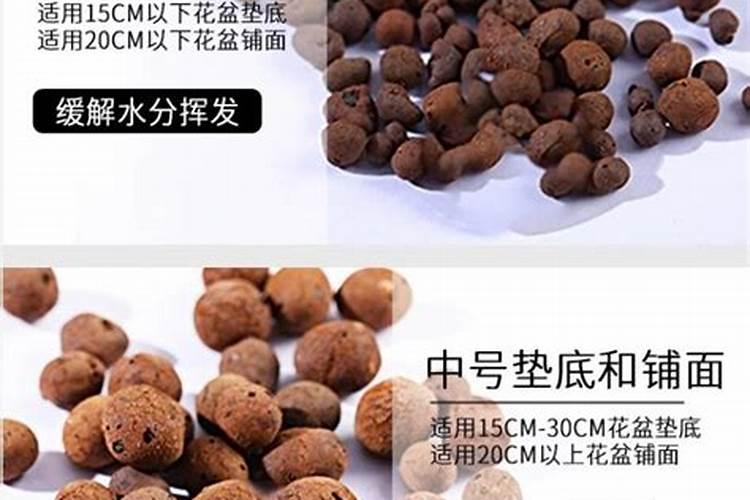栽发财树用多大陶粒最好？