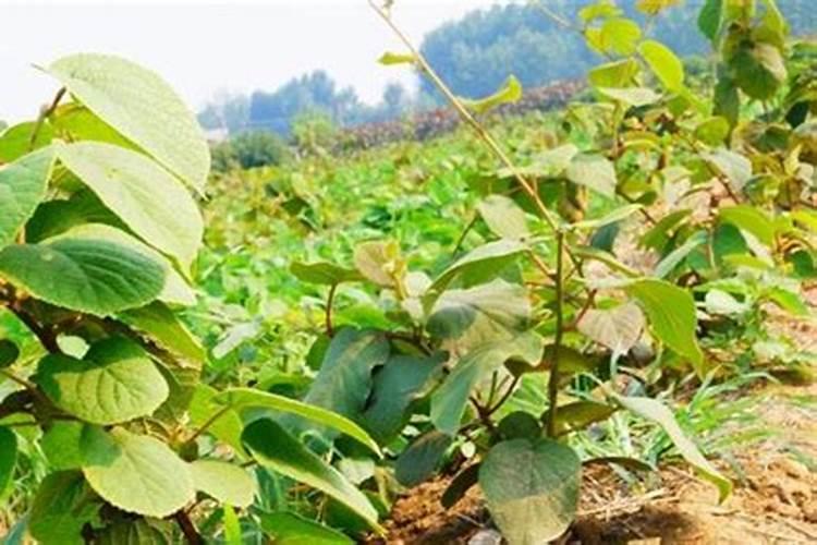 芹菜什么时候用钙肥 怎么使用效果好