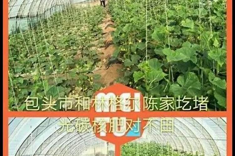 莲藕忌什么复合肥