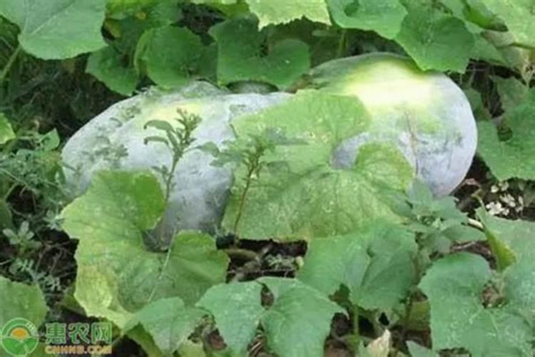 水溶肥是什么肥料,水溶肥怎么用效果好,注意事项