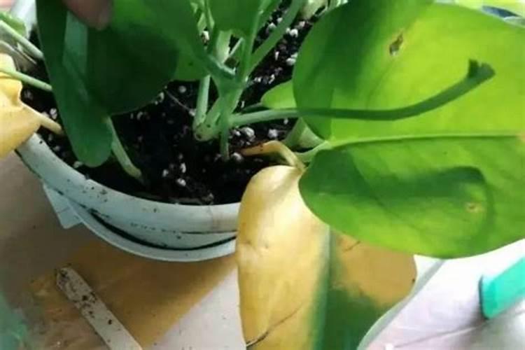 薄荷冬天怎样不枯萎,适当修剪减少浇水