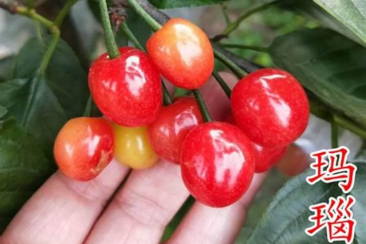 玛瑙红樱桃种植方法