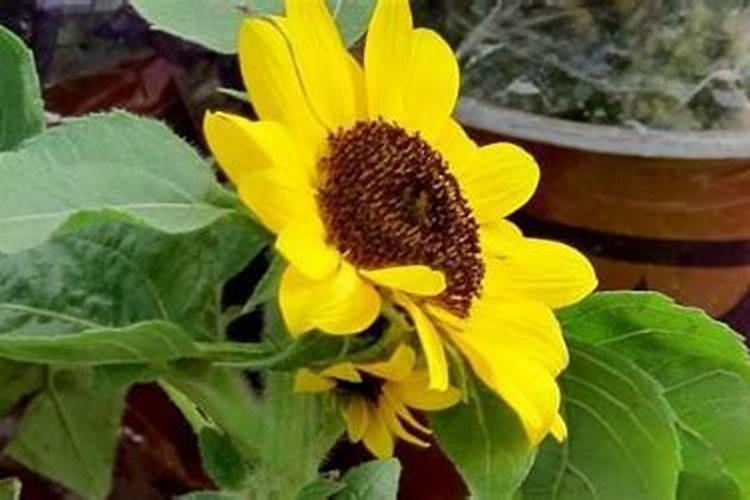 盆栽矮生向日葵花期怎么施肥