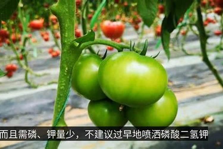 锌硼二氢钾什么时期喷施小麦？