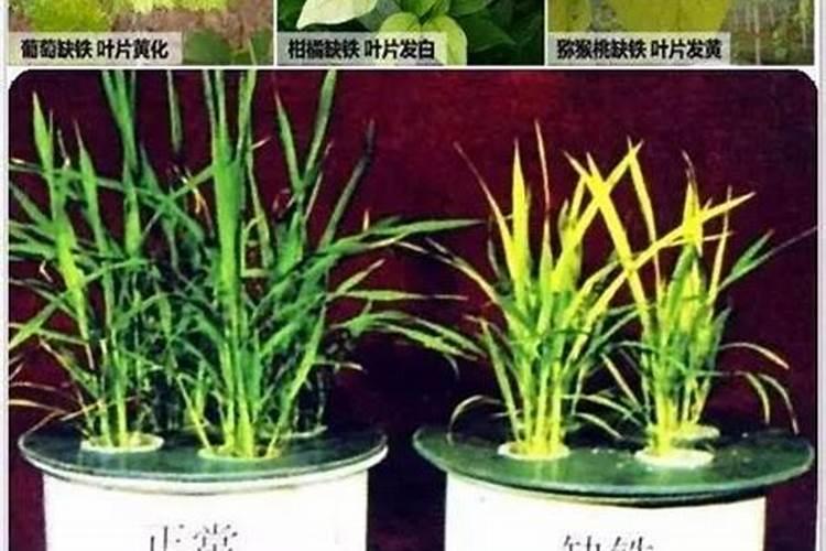 铁肥在花生过量使用有什么危害？
