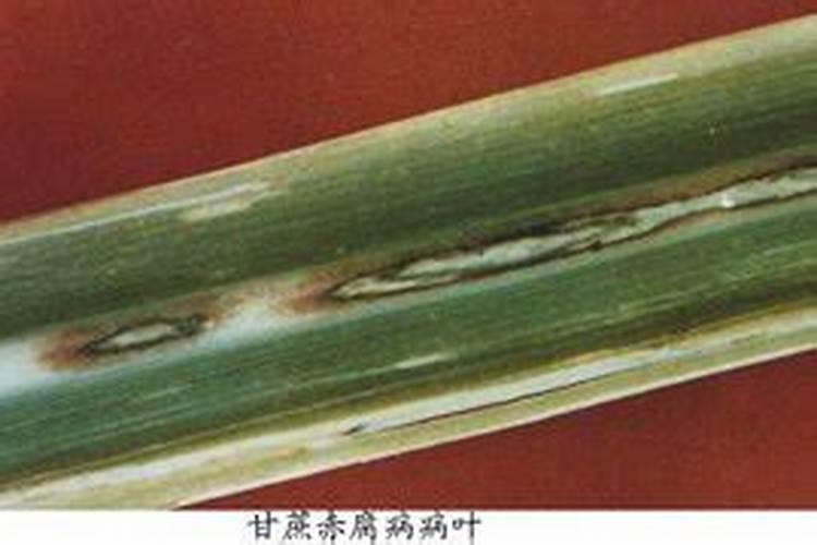 如何促进辣椒早缓苗、早结果、产量高、品质好？