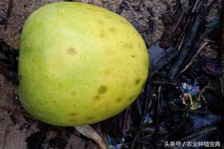 什么是矿源黄腐酸钾？