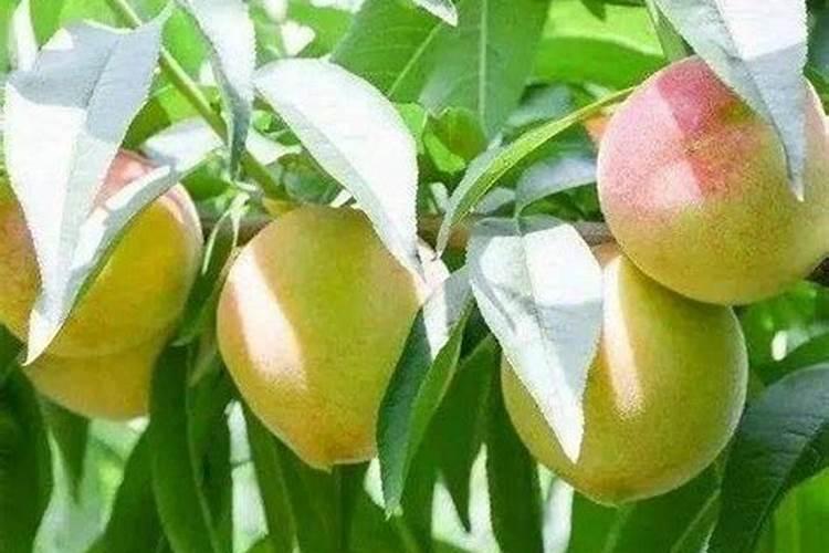 青菜施肥用复合还是尿素