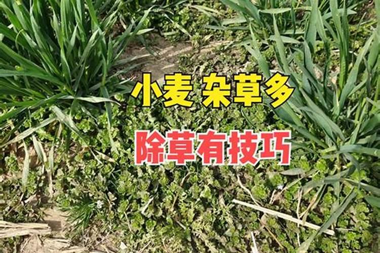 打过除草剂一天可以打芸苔素吗