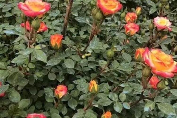 玉米打除草剂,24小时后可以用芸苔素吗？