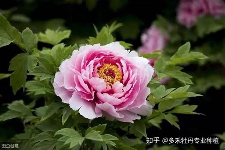 牡丹花怎么施肥