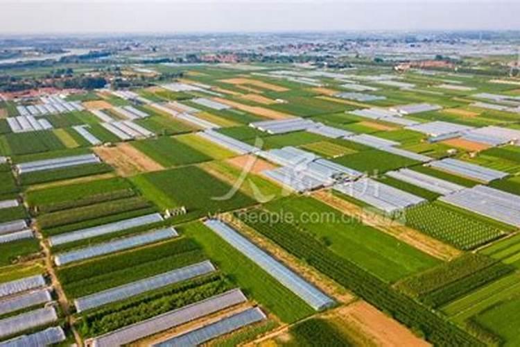 青江菜是什么菜啊？没见过