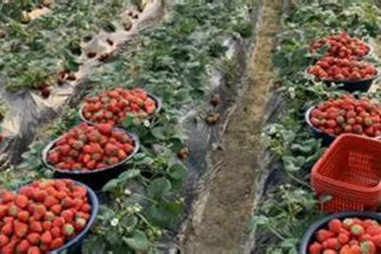 含二氧化钾的肥料可以施桃树肥吗