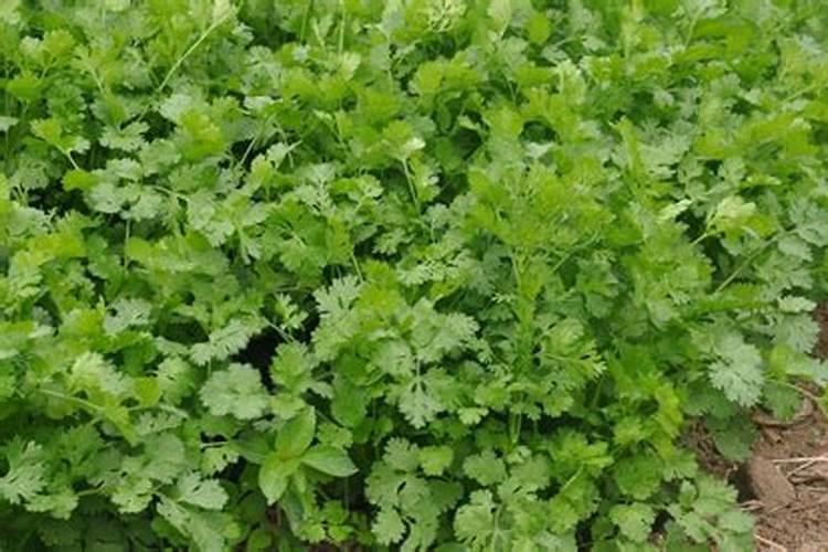 香菜用什么肥料好？香菜叶面喷什么？香菜增产提质用昆仑风