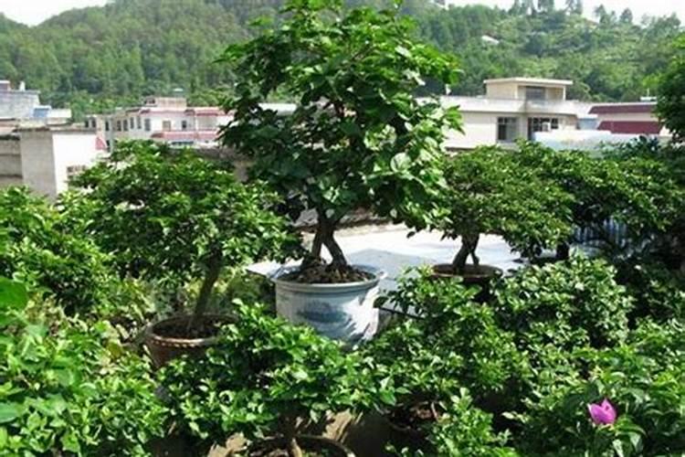 秋季树木养护点汇总,总有一点是你需要的。