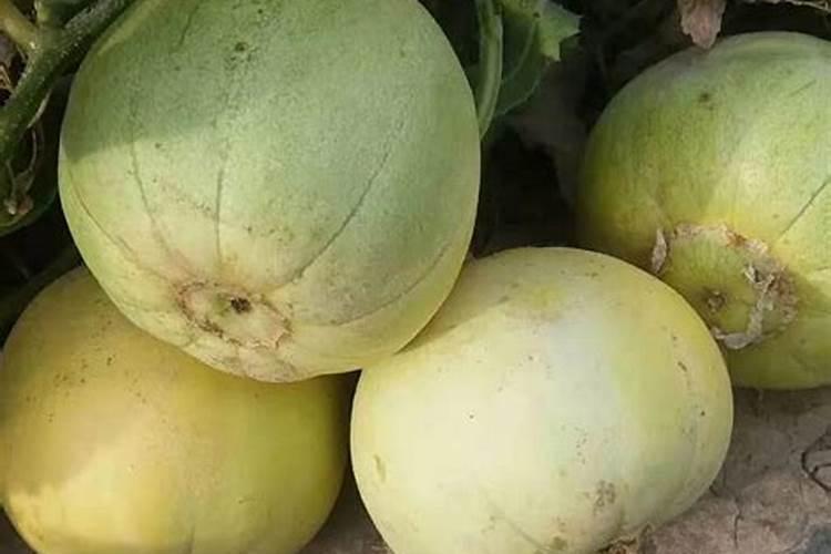 噻苯隆膨果的使用方法