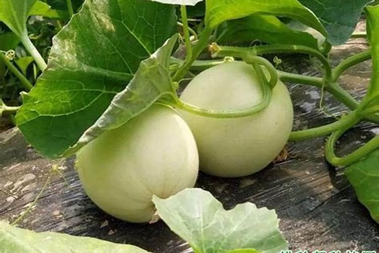 大棚香瓜坐果前应该冲施什么肥料？