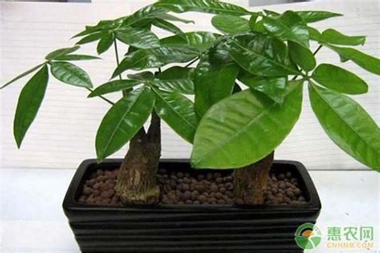 海藻精肥料能和水溶肥一起冲吗？
