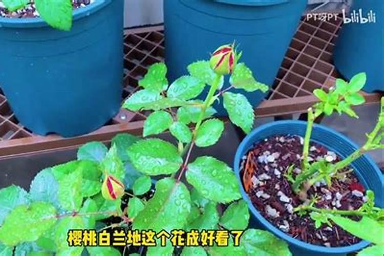 磷肥怎么高效施用,磷肥高效施用技巧