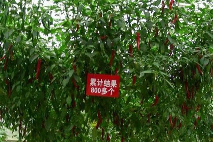 辣椒打啥叶面肥最好