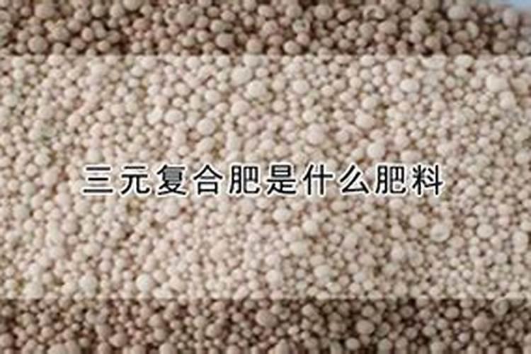 如何种小麦