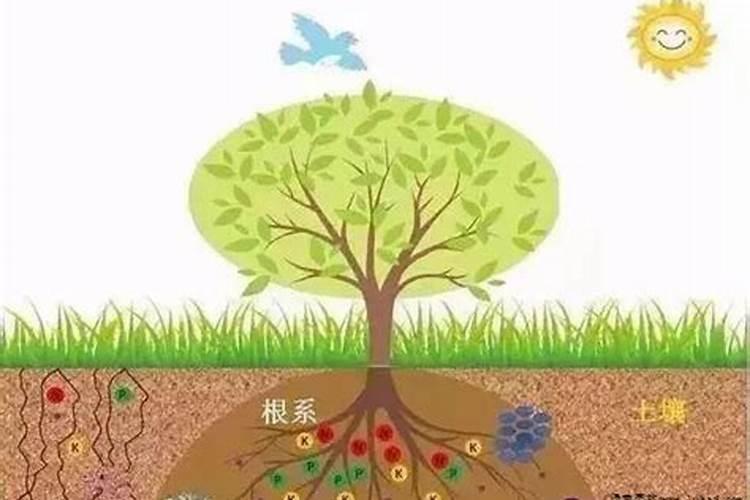磷肥有哪些
