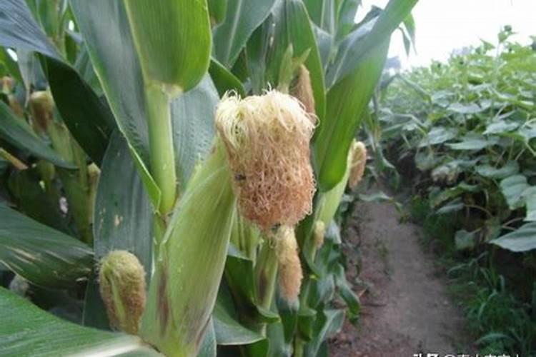 油菜用什么肥料最好