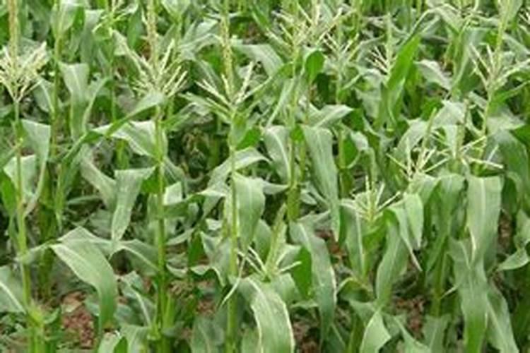 玉米扬花期能打叶面肥吗