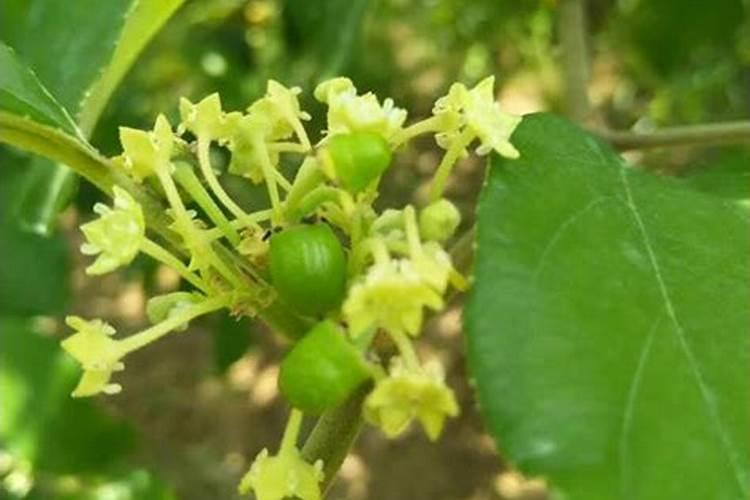 隆尧县适合种植什么经济作物