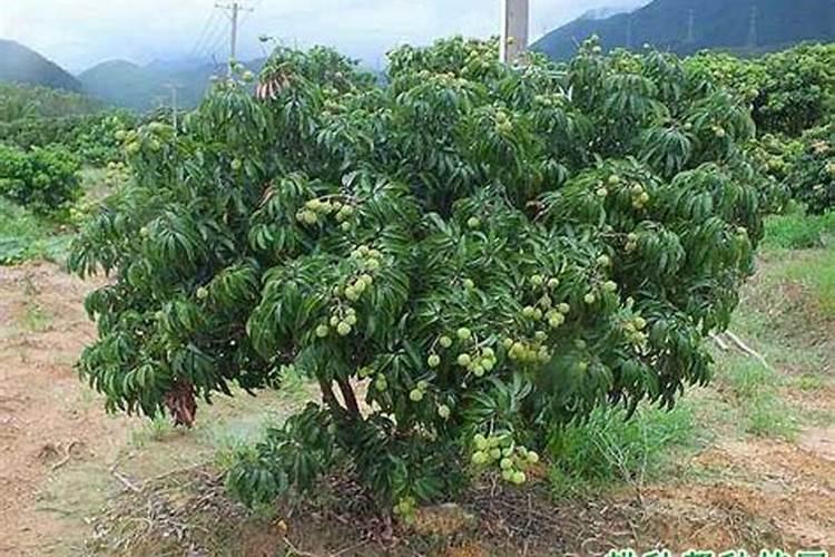 福美双和芸苔素内酯可以混合打花生吗？