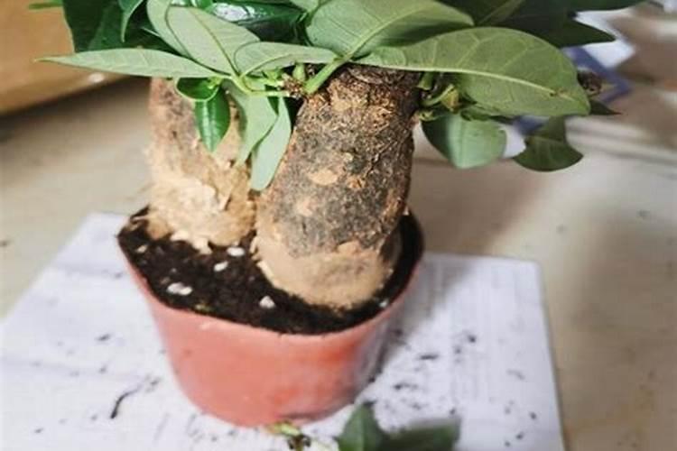 兰花施复合肥效果好吗,怎么施复合肥