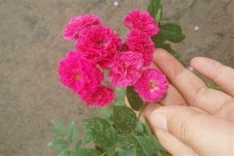 养花技巧四种热门花卉施肥技巧