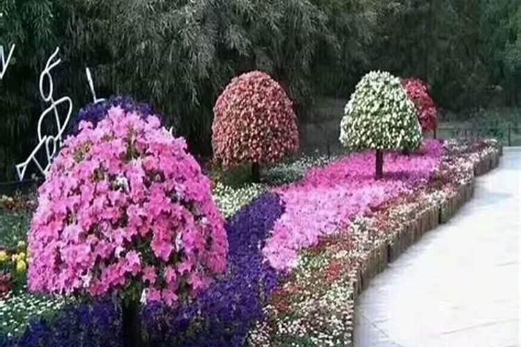 怎样才能使花坛里的草花开得整齐:另设花圃专门培养